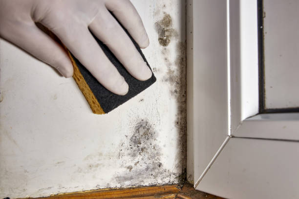Best Mold Remediation for Healthcare Facilities  in Huntington Station, NY